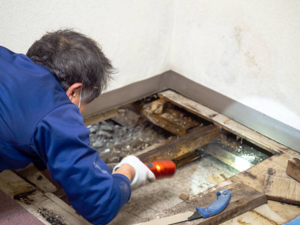 Best Affordable Mold Removal  in Alamo, TX