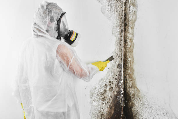 Best Certified Mold Removal  in Alamo, TX