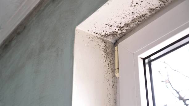 Best Mold Damage Repair  in Alamo, TX