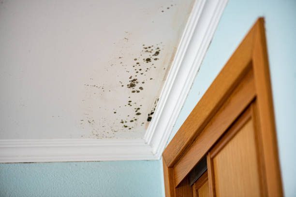 Best Mold Testing  in Alamo, TX