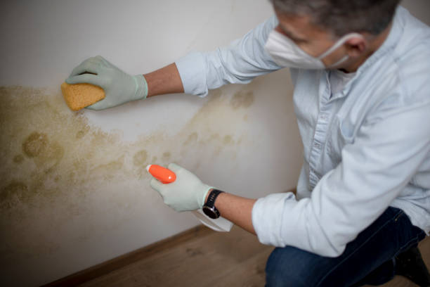 Certified Mold Removal in Alamo, TX