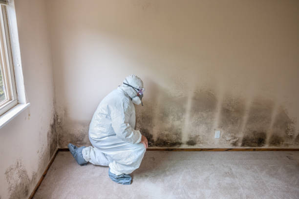 Best Commercial Mold Removal  in Alamo, TX