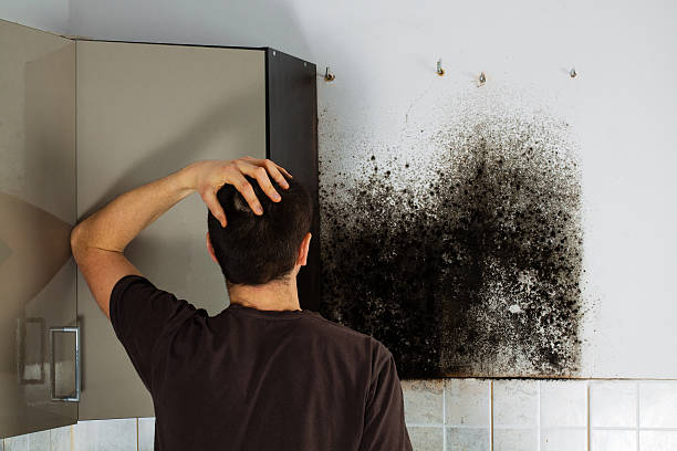 Best Emergency Mold Removal  in Alamo, TX