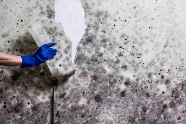 Best Mold Removal Company Near Me  in Alamo, TX
