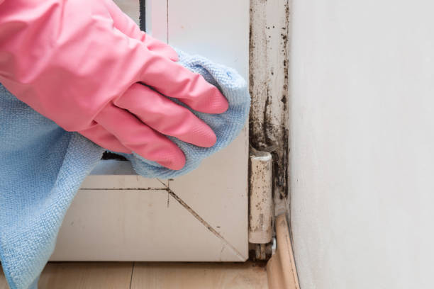 Alamo, TX Mold Removal Company
