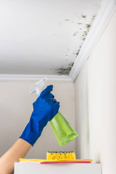 Attic Mold Removal in Alamo, TX