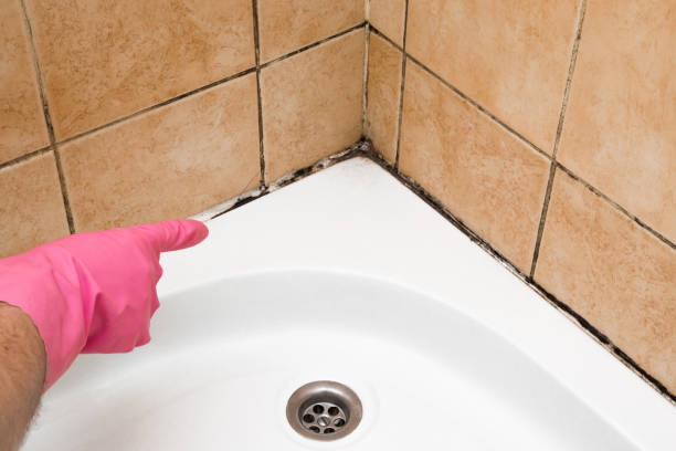Best Mold Removal Near Me  in Alamo, TX
